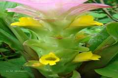 Curcuma pseudomontana